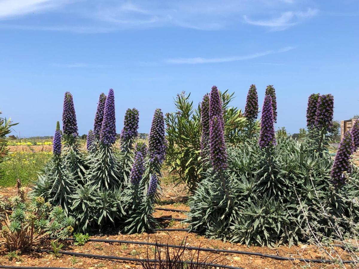 Quinta Do Planalto Vicentino - Casas De Campo 阿尔热祖尔 外观 照片